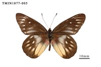 藏品(豔粉蝶)的圖片